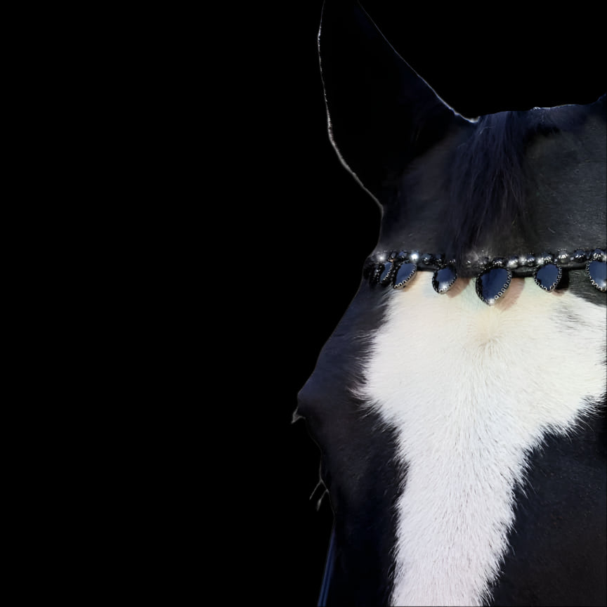 Royal T Browbands - X-Full 17"
