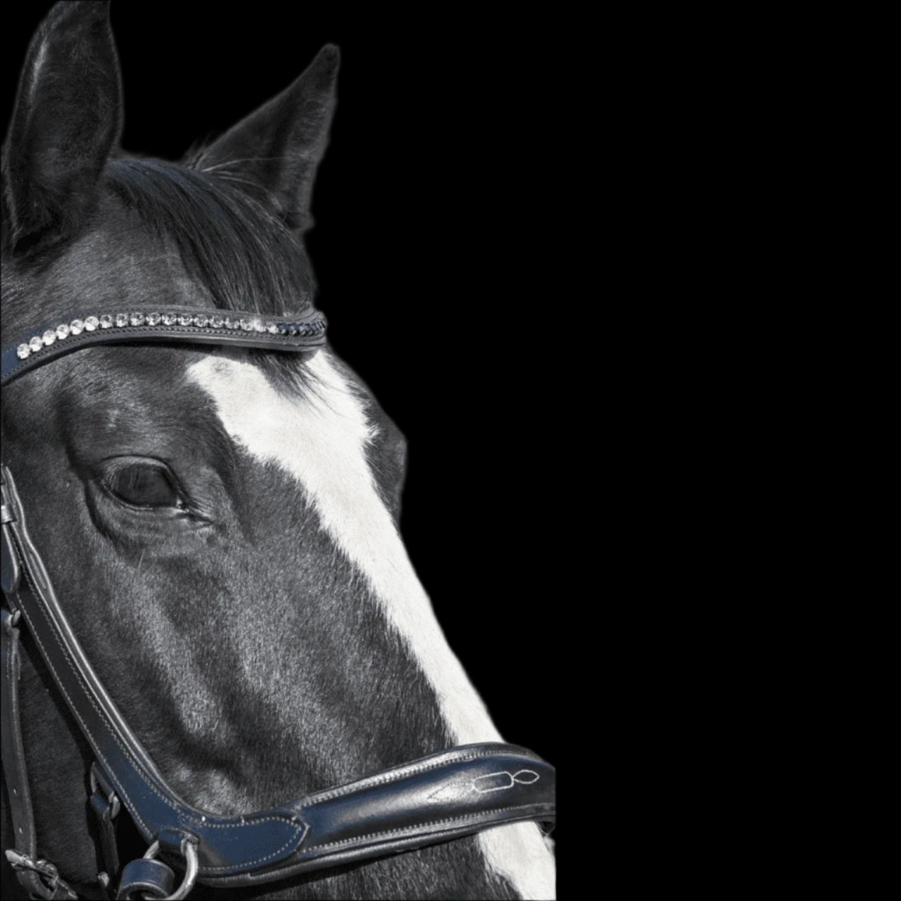 IceT Single Row Browbands - Full 16" - Black Base / Style - Knight