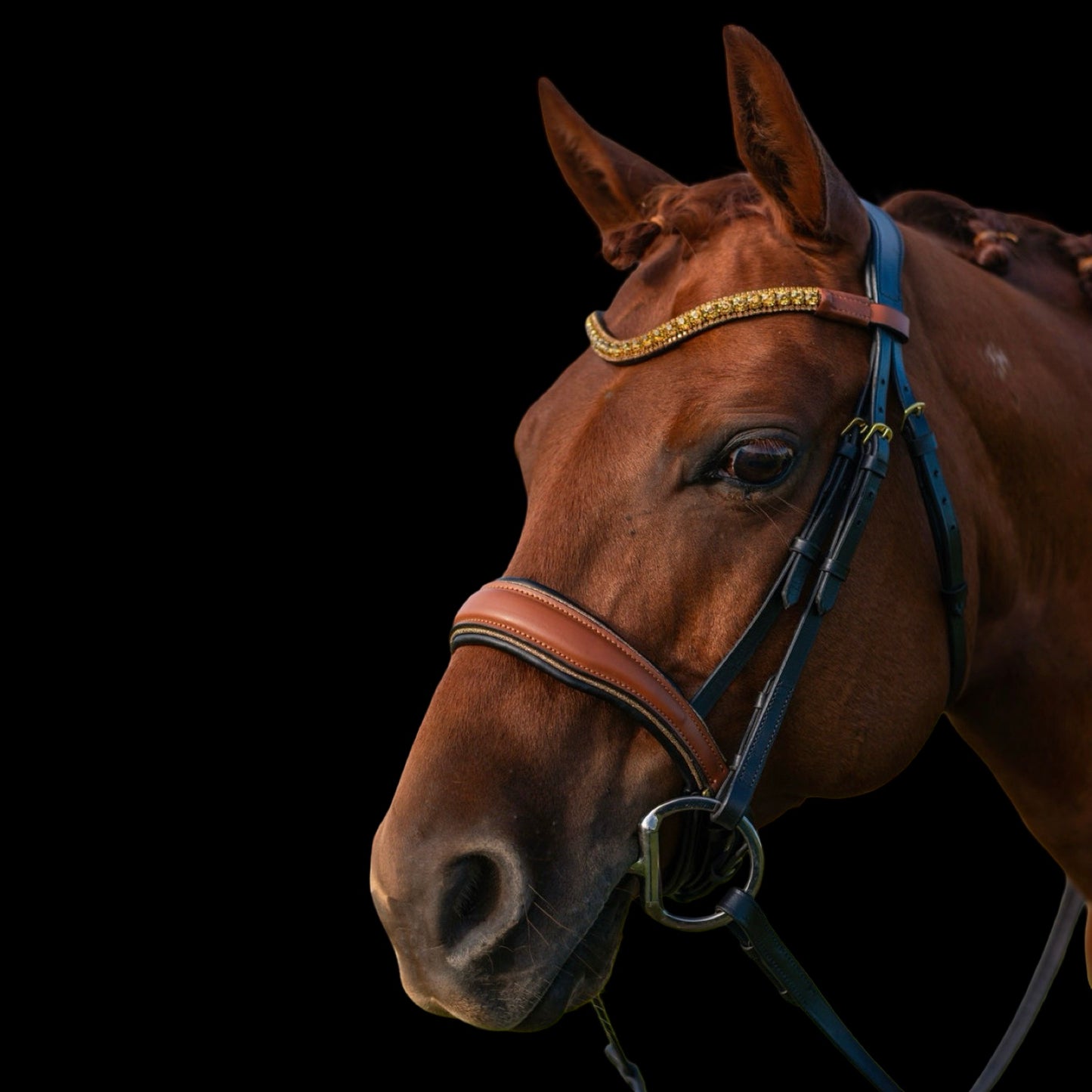 Bridle - Aurum tria - Cob