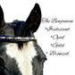 IceT Single Row Browbands - Full 16" - Black Base