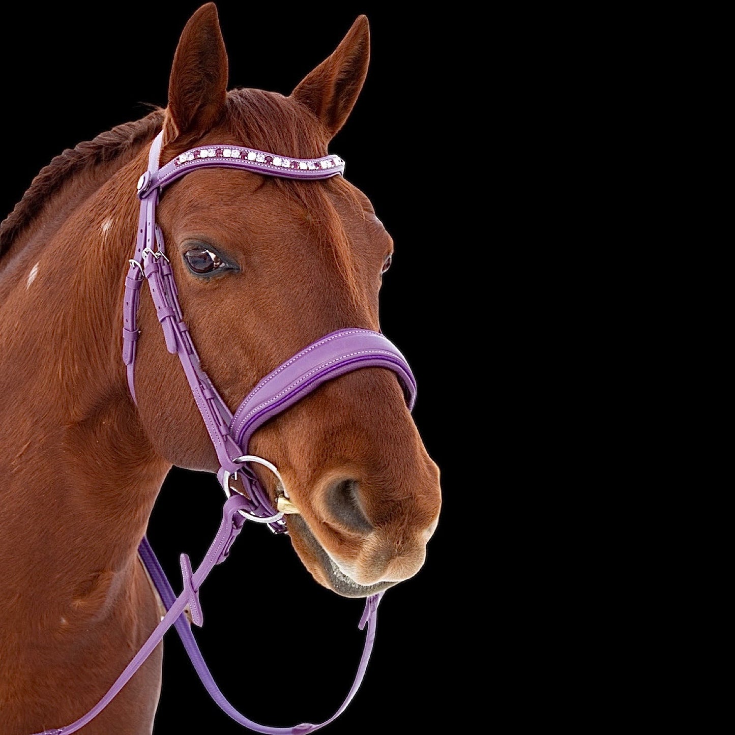 Bridle - Purple - Warmblood