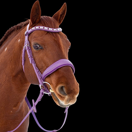 Bridle - Purple - Warmblood